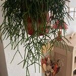 Rhipsalis cereuscula Hoja