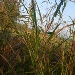 Carex pulicaris 叶