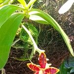 Phalaenopsis cornu-cervi Flower