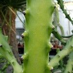 Euphorbia antiquorum Bark