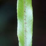 Elaphoglossum aubertii Other