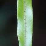 Elaphoglossum aubertii Leaf