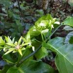 Cuviera longiflora Hoja