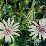 Geropogon hybridus Çiçek