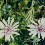 Geropogon hybridus Flower