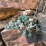 Sedum dasyphyllum पत्ता