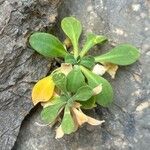 Silene hifacensis Leaf