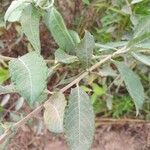 Salix × reichardtii Leaf