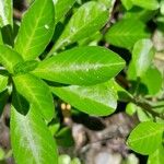 Ludwigia grandiflora Φύλλο