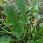 Rumex pulcher Leaf