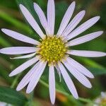 Aster incisus Blomst