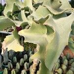 Kalanchoe beharensis List