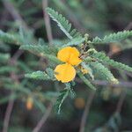 Aeschynomene elaphroxylon फूल