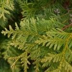 Thuja occidentalis Leaf