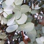 Eucalyptus gunnii Leht