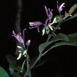 Solanum subinerme Flower