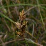 Carex colchica Froito