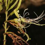 Bauhinia ungulata Blomst