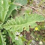 Verbascum sinuatum List