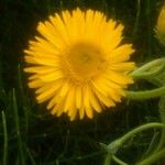 Inula oculus-christi 花