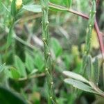 Crucianella latifolia Anders