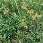 Cyperus esculentusപുഷ്പം