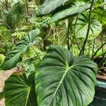 Philodendron gloriosum List