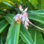 Alpinia zerumbet Flower