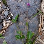 Alysicarpus vaginalis Habit