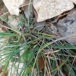 Aphyllanthes monspeliensis Blad