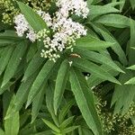 Sambucus ebulusFuelha