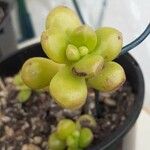 Sedum hernandezii Foglia