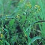 Bupleurum falcatum Plante entière