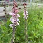 Linaria purpurea 花