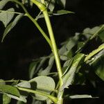 Phyllanthus acuminatus Fruit