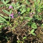 Teucrium botrys Habit