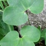Hepatica nobilis Leaf