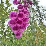 Digitalis thapsi Flower