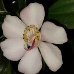 Blakea gracilis Flor