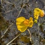 Utricularia australis Žiedas