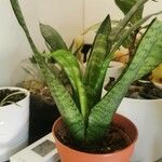 Dracaena hyacinthoides Leht