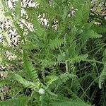 Achillea filipendulina Habit