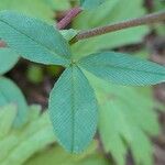 Trifolium badium Лист