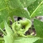 Solanum carolinense Květ