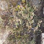 Erica galioides Flor