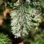 Hymenophyllum tunbrigense Fruit