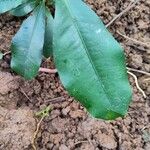 Garcinia mangostana Leaf