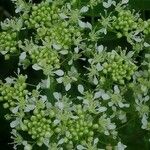 Lepidium draba 葉