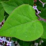 Syringa pubescens Blad