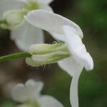 Hesperis matronalis Flower